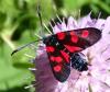 Zygaena lonicerae